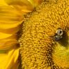 大黄蜂疾病和繁殖是由开花的带状植物塑造的