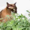 遗传分析揭示了Catmint AKA Catnip迷人的进化起源