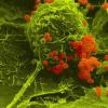 脑膜炎球菌细菌使用具有大病原性影响的小蛋白质
