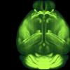鼠标大脑的全新完整，高分辨率3D地图[视频]
