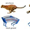 灵感来自猎豹生物力学，研究人员建立世界纪录的快速软机器