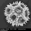 “蜜蜂”感恩花粉的演变 - 用高度详细的电子扫描显微镜制成的发现