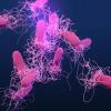 改善了新DNA测试的沙门氏菌食物中毒爆发的跟踪