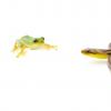 测试捕食者和猎物的耐心 - 蛇和青蛙似乎相互预测