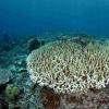 气候如何杀死珊瑚，破坏大堡礁