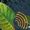 麻省理工学院纳米传感器可以在植物压力时提醒智能手机