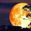 下一个满月就是巴克月亮-这是您需要知道的一切