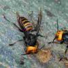 5个问题回答：什么是“谋杀黄蜂”，他们真的很危险吗？