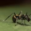 由杀虫剂对蚁群的长期影响而惊慌失措的科学家