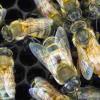 群体基因组学推动非洲蜜蜂的侵略