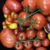 番茄的隐藏DNA突变在100个品种的遗传研究中揭示