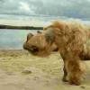 古代基因组建议羊毛犀牛灭绝的真正原因