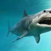 终于透露：Gargantuan True大小的传奇史前百万鲨Megalodon