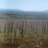 毁灭性的森林下降：树戒指显示北极污染的规模远远差不比先前的想法