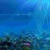 地震海洋温度计：深海地震带来的噪音为测量海洋变暖提供了新途径
