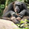 像人类一样，如果黑猩猩在成年前失去母亲，可能会终身受命