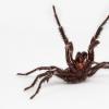 有毒的男性气质：解决为什么雄性漏斗网蜘蛛如此致命的难题