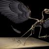 恐龙羽毛研究被揭穿：压倒性的证据支持侏罗纪化石属于archeopteryx