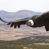 揭露雄伟飞翔的鸟类的秘密-仅在飞行时间的1％拍打翅膀
