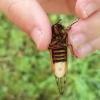Zombie Cicadas返回：真菌感染的传单的操纵素质出土