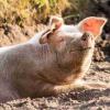 更快乐的猪和品酒猪肉：作为动物饲料回收日本酒剩菜