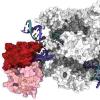 强大的DNA操作：通过对CRISPR-Cas9工具的新理解来改进基因编辑