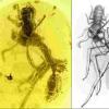 令人惊叹的990万岁化石揭示了“地狱蚂蚁”：猎杀奇怪，致命的下颌骨