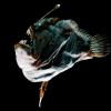 性寄生虫：深海琵琶鱼进化出一种新型的免疫系统以与其伴侣进行物理融合