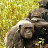 随着年龄的增长，我们如何对友谊如此挑剔？问黑猩猩