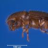 安布罗西亚甲虫已经发展了成熟的社会系统