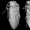 科学家从9900万年前重建白垩纪的甲虫