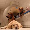 功能磁共振成像实验揭示了狗和人脑处理面部的惊人差异
