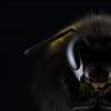 “蜂蜜蜜蜂，这就是我” –肠道细菌是蜜蜂识别码的关键