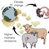 恶性循环：气候变化传播传染病，助长气候变化