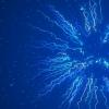 QuasiplyLicle如何死亡？Quantum Physics Whodunit