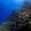 大堡礁失去了一半的珊瑚-仅仅三个十年就大幅度下降