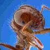 Supergene Discovery带来了火蚁和害虫防治方法的新知识