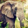 没有象牙的象牙海岸？非洲森林大象在科特迪瓦的大规模灭绝