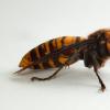 蜂蜜蜜蜂对巨大黄蜂袭击的不寻常防守：动物大便