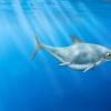 在英吉利海峡海岸发现的史前神秘“海龙”被确定为新物种