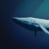 50年前从灭亡后濒临灭绝之后，蓝鲸回到佐治亚州
