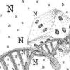 生物化学随机数：科学家使用DNA合成产生了巨大的真正随机数
