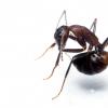 蚂蚁吞下自己的酸，以杀死食物中的有害细菌