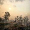 濒临消失的耐火热带森林–预防灾难性火灾的关键