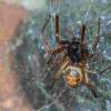 假寡妇蜘蛛咬伤可以传递有害的抗生素抗菌细菌