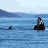 什么是杀死杀手鲸？病理学报告了东北太平洋和夏威夷的50多名杀手鲸