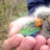需要采取迅速行动来拯救极度濒临灭绝的塔斯马尼亚鹦鹉