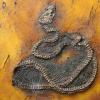 在Messel坑中发现了世界上最古老的Python