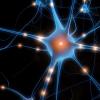 大脑如何区分噪音中的语音：确定了新的神经回路