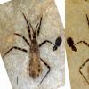 拥有5000万年历史的化石刺客bug上保存完好的生殖器异常
